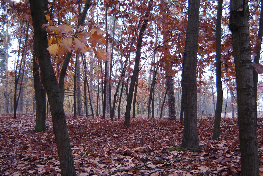 В багрец одетые леса