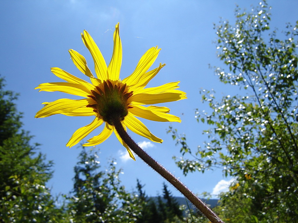 В горах ты ближе к солнцу и тоже излучаешь свет. Арника