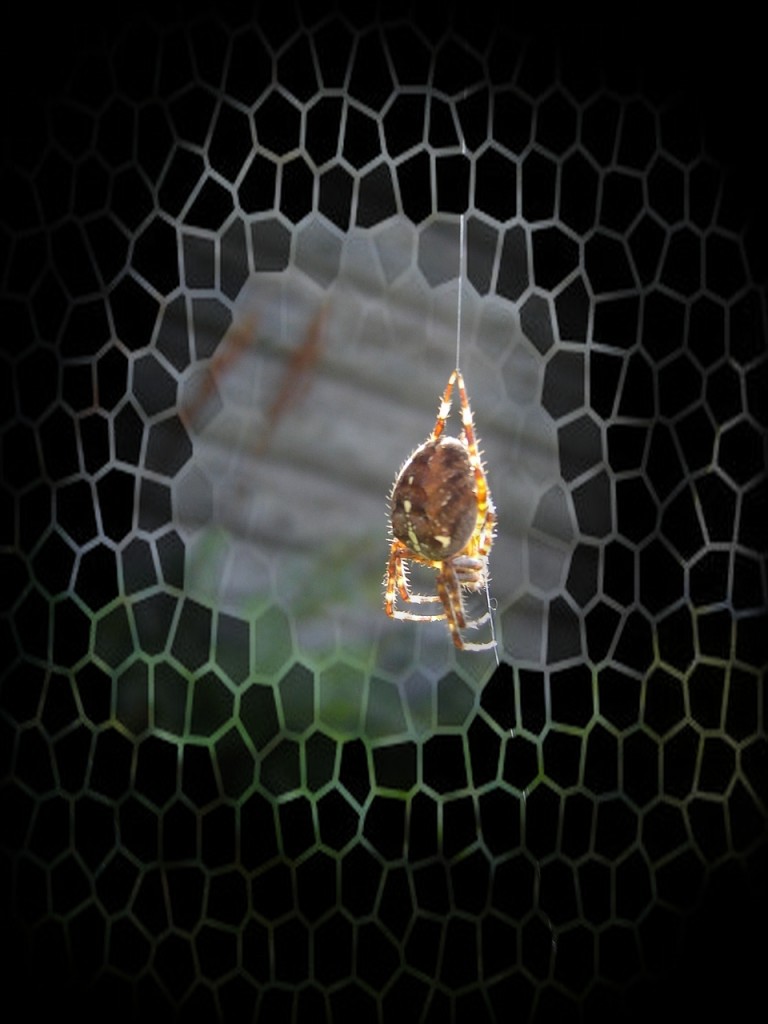 Даже паук от солнца светится