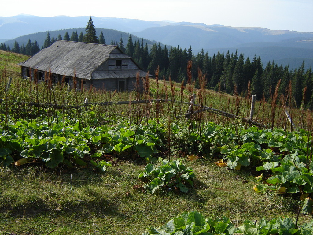 Дом со щивой