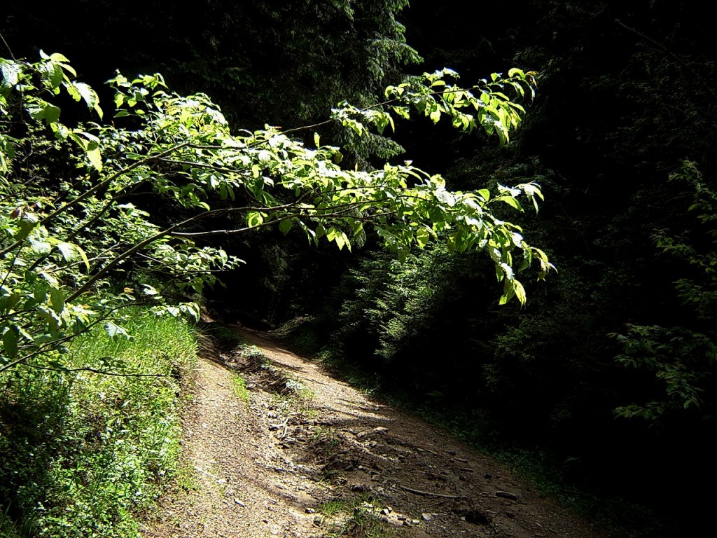 Дорога через лес9