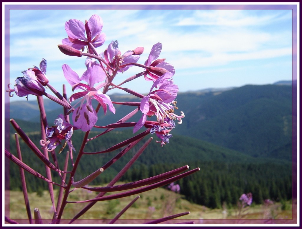 Иван-чай мне на чай