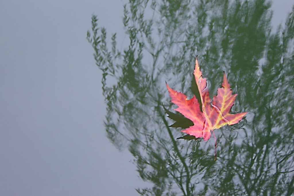 Иду ко дну во всей своей красе