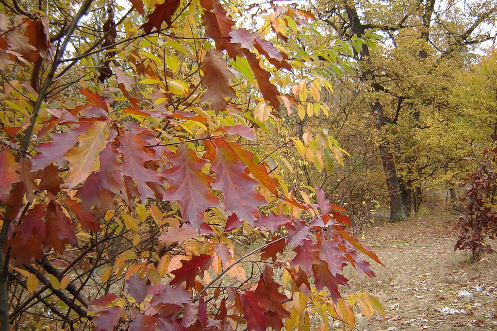 Колдовским каким-то цветом...