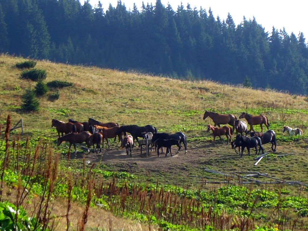 Кони пасутся