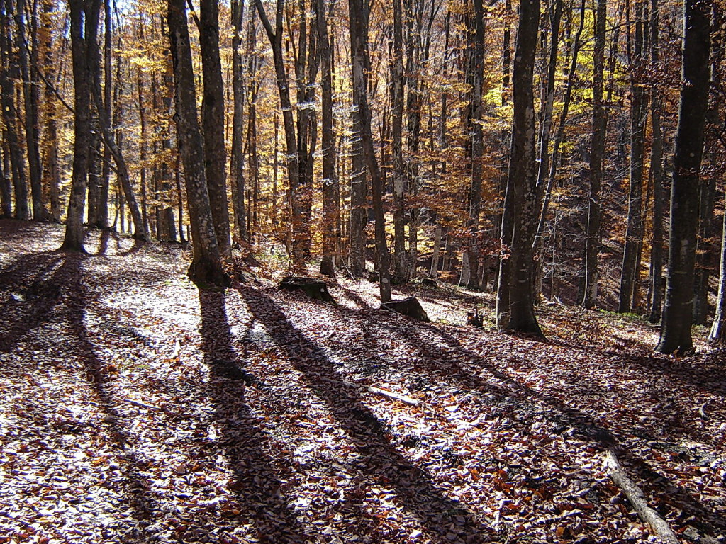 Лес и солнце день чудесный