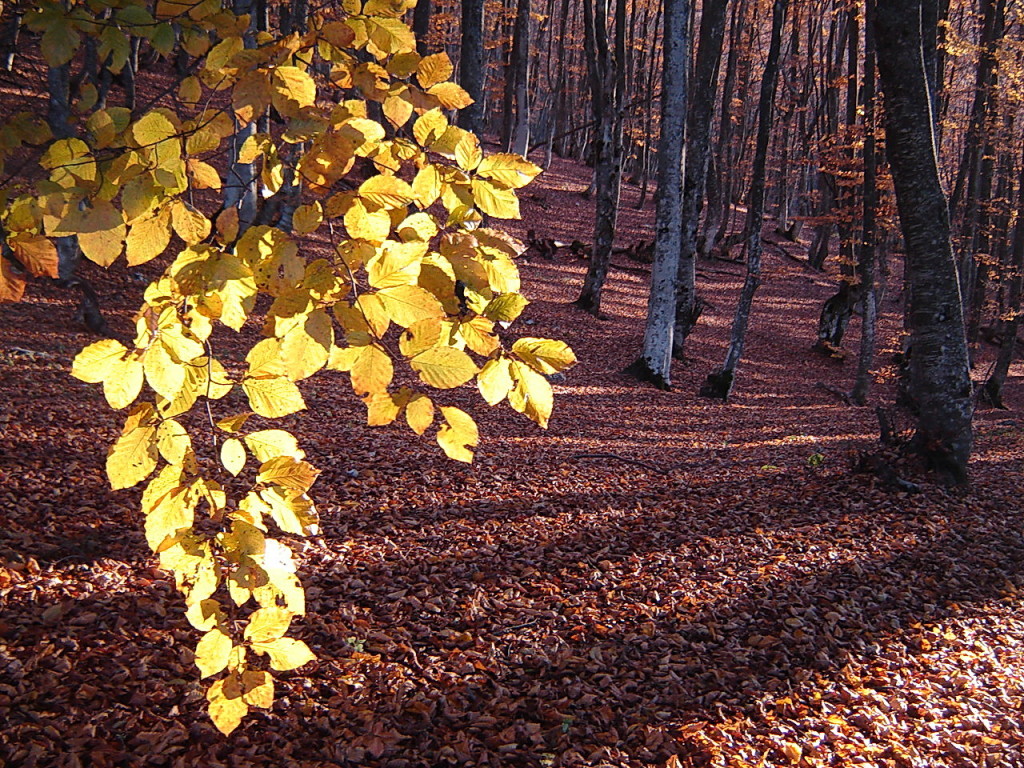 Лес осенний