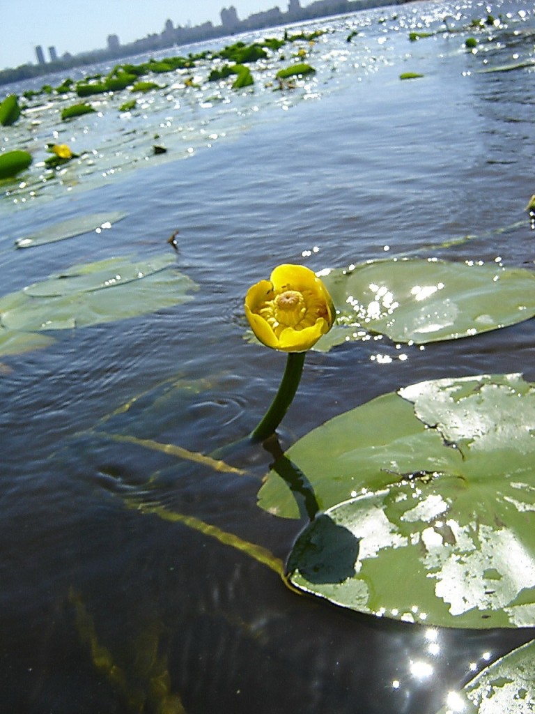 Лилия Кусочек солнышка в воде