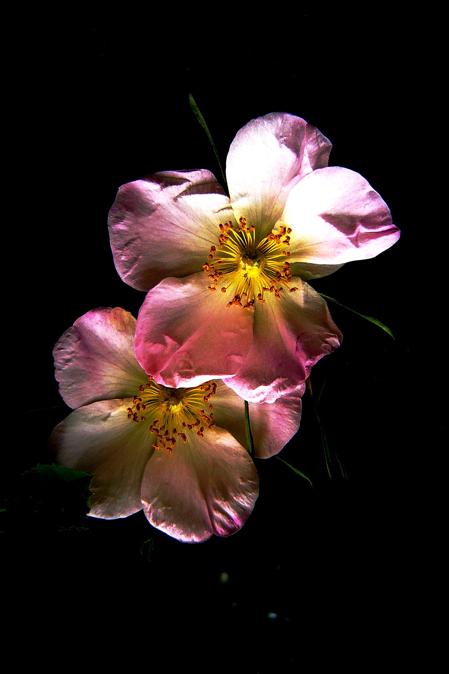 Любовь все переносит