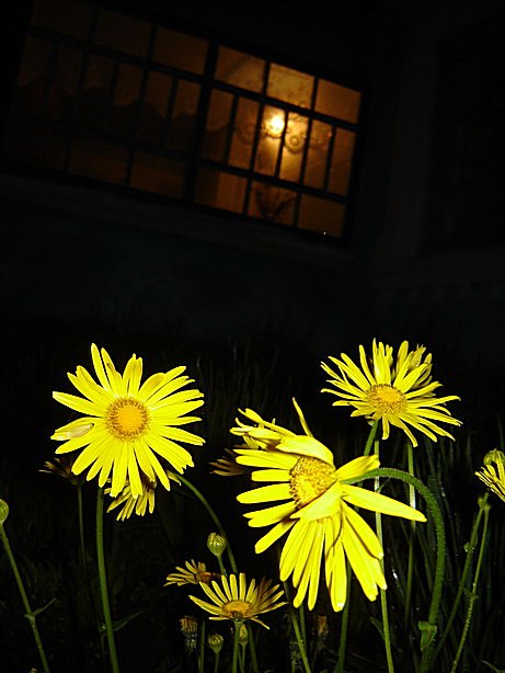 Медвин окно