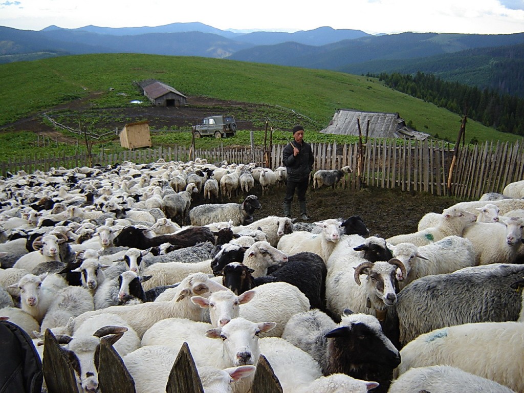 Овцы полонины Радул