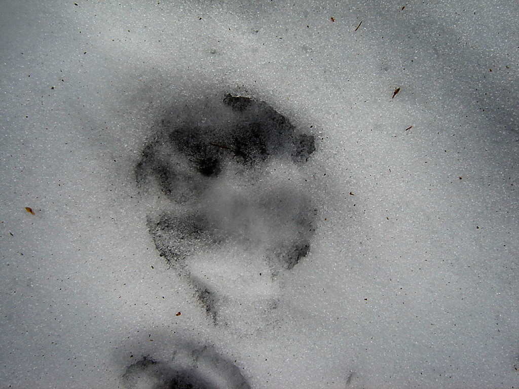 НЕОПОЗНАННЫЙ СЛЕД