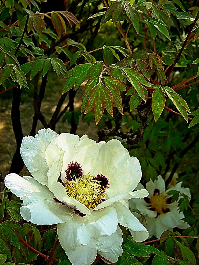 Оба красавцы