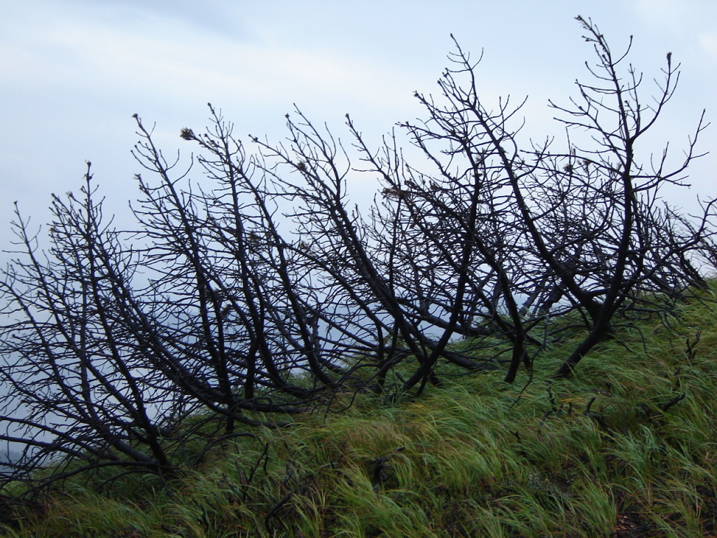 Обгорелая альпийка