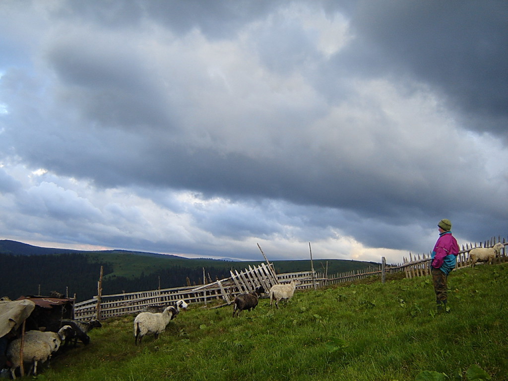 Одинокий пастух