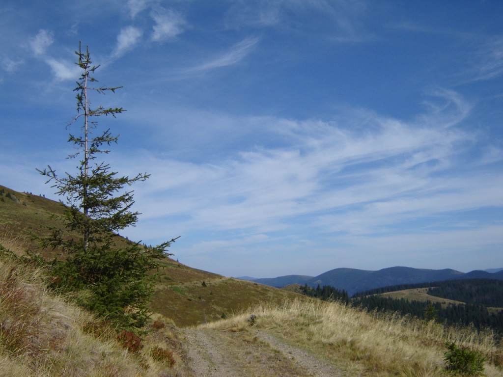 Одна смерека