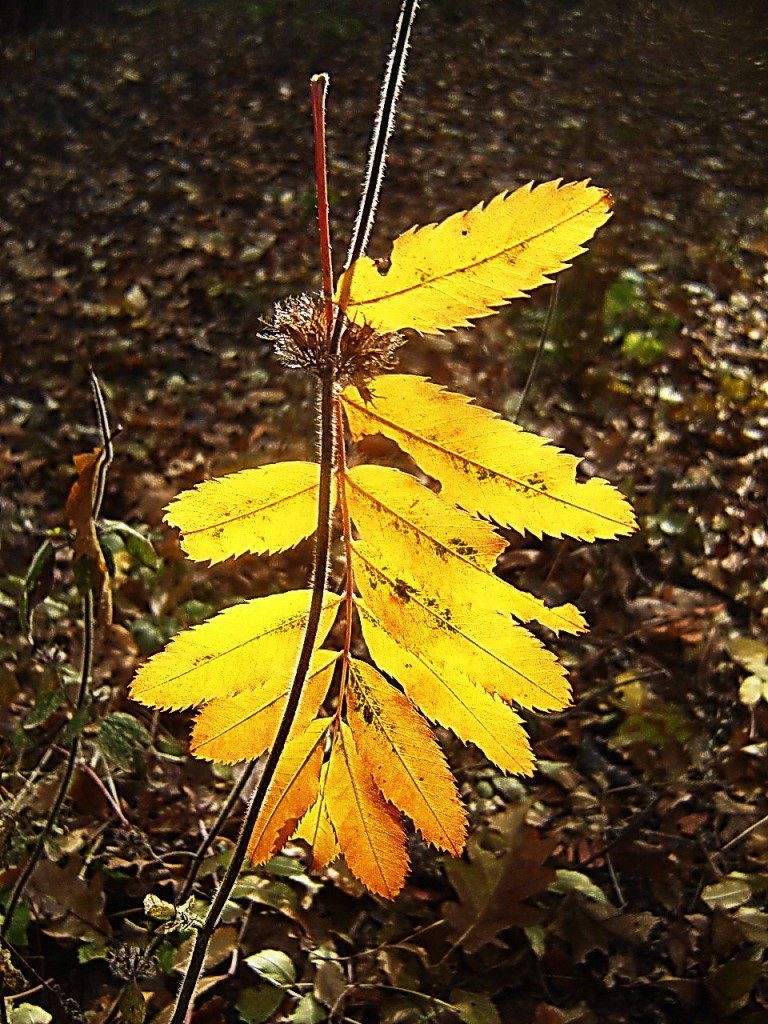 Повержен, но не сдаюсь - сгорая сам свечу другим