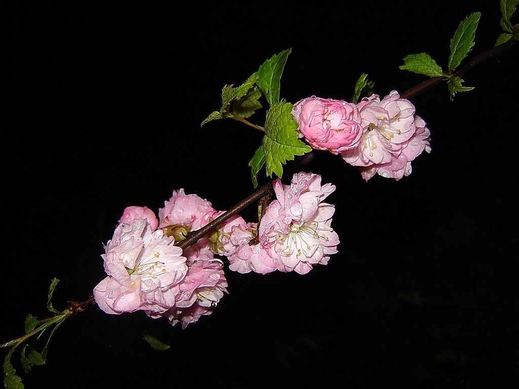 Сакура в ночи