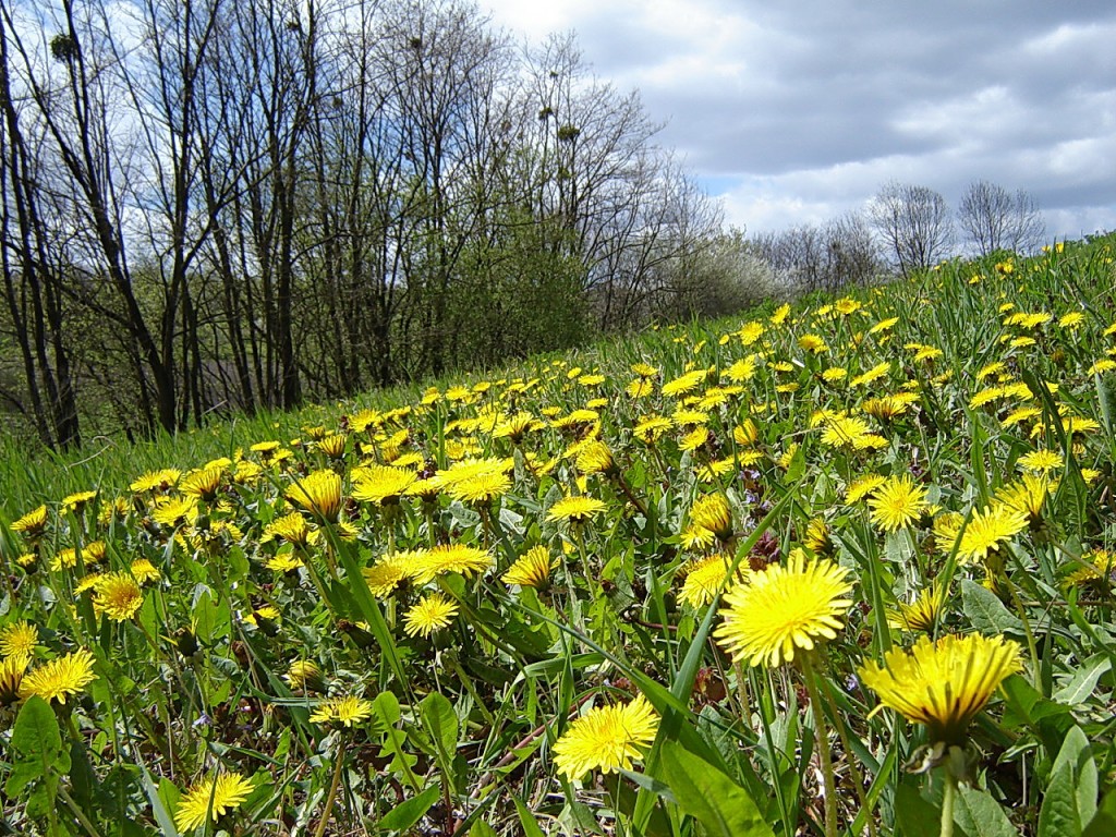 Солнечные веснушки на земле