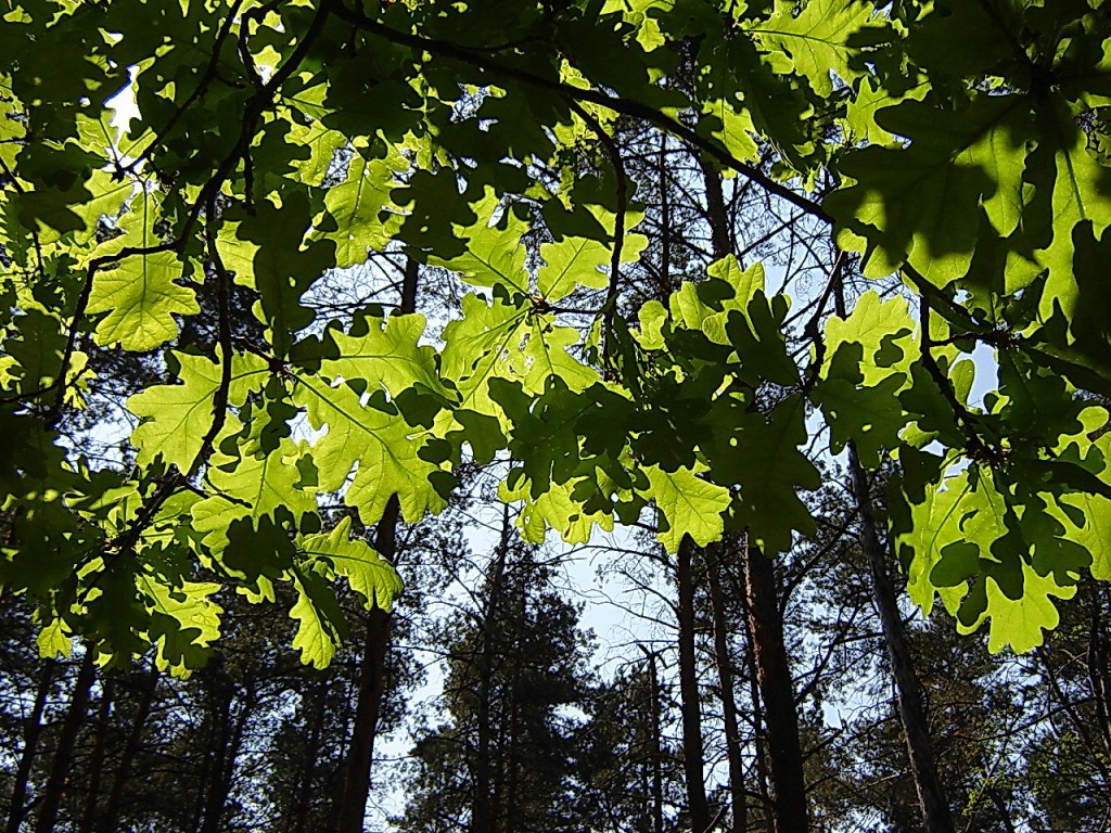 Солнечные мазки