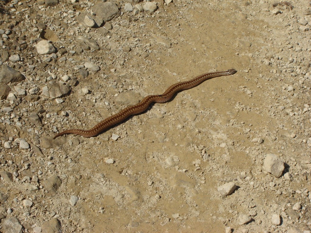 гадюка шнурком