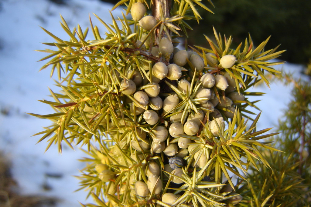 желтый можжевельник