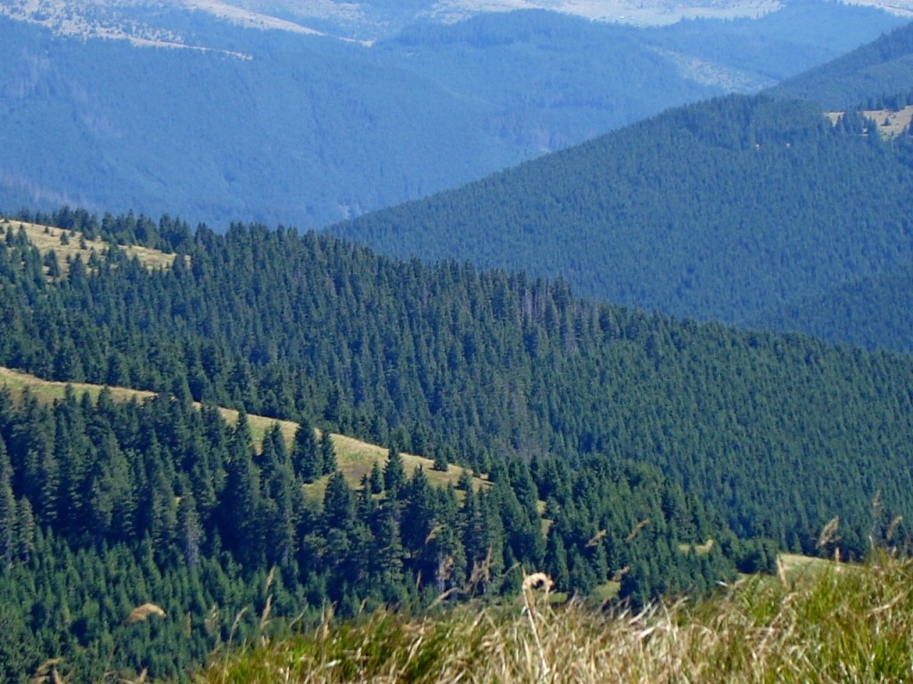 лес в горах