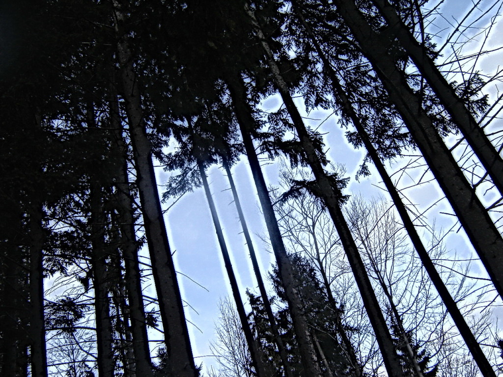 лес загадочный