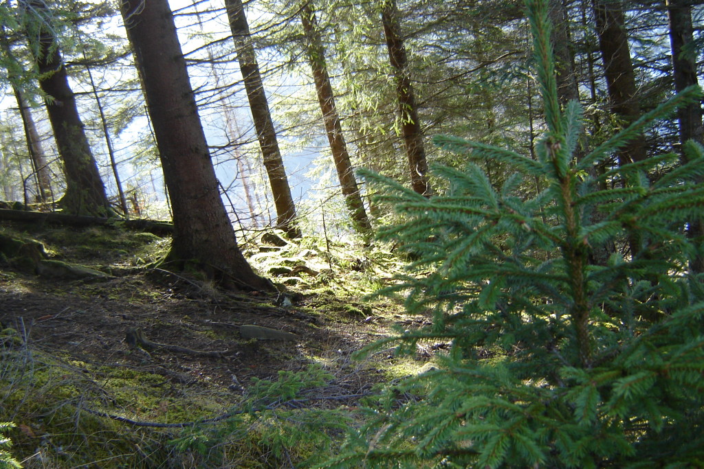 лес зеленый