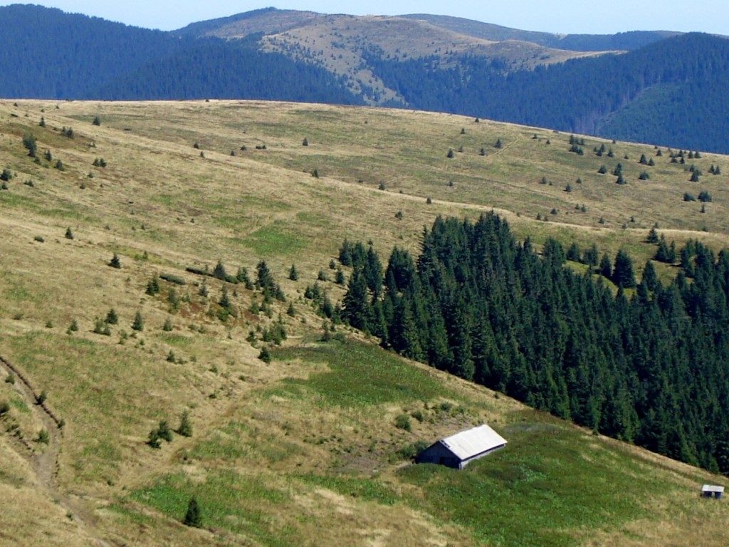 лес приграничный