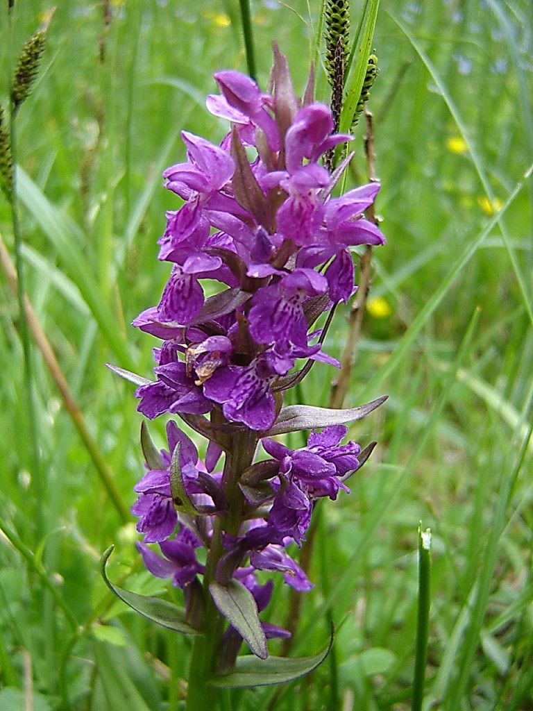 лиловая орхи2