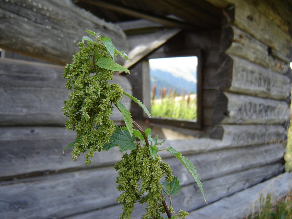 окно крапива