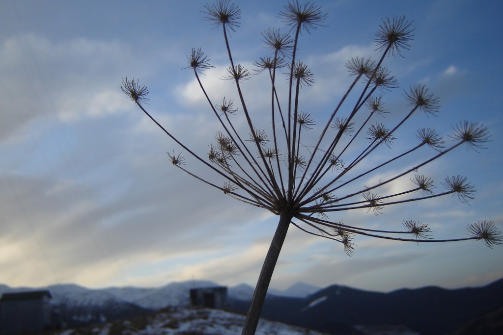 раскрыленный бурьянчик