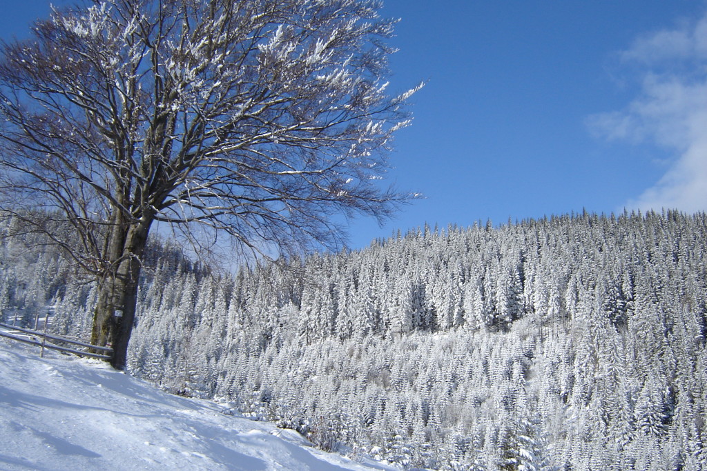 смотрич снежный лес