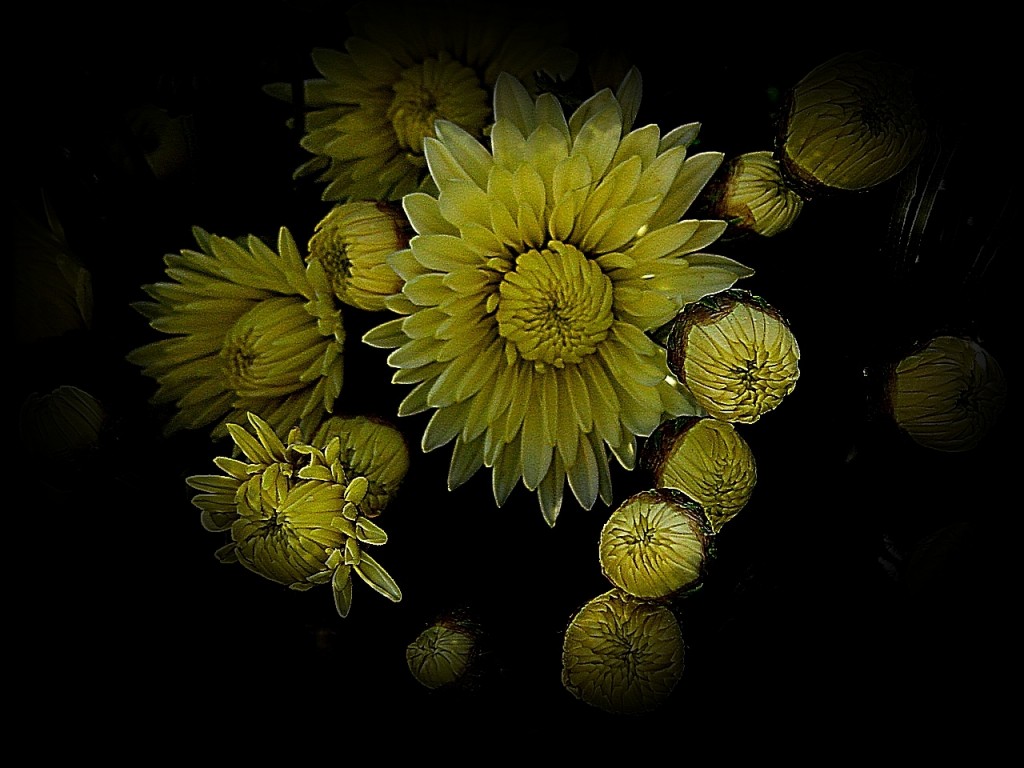 Хризантемы