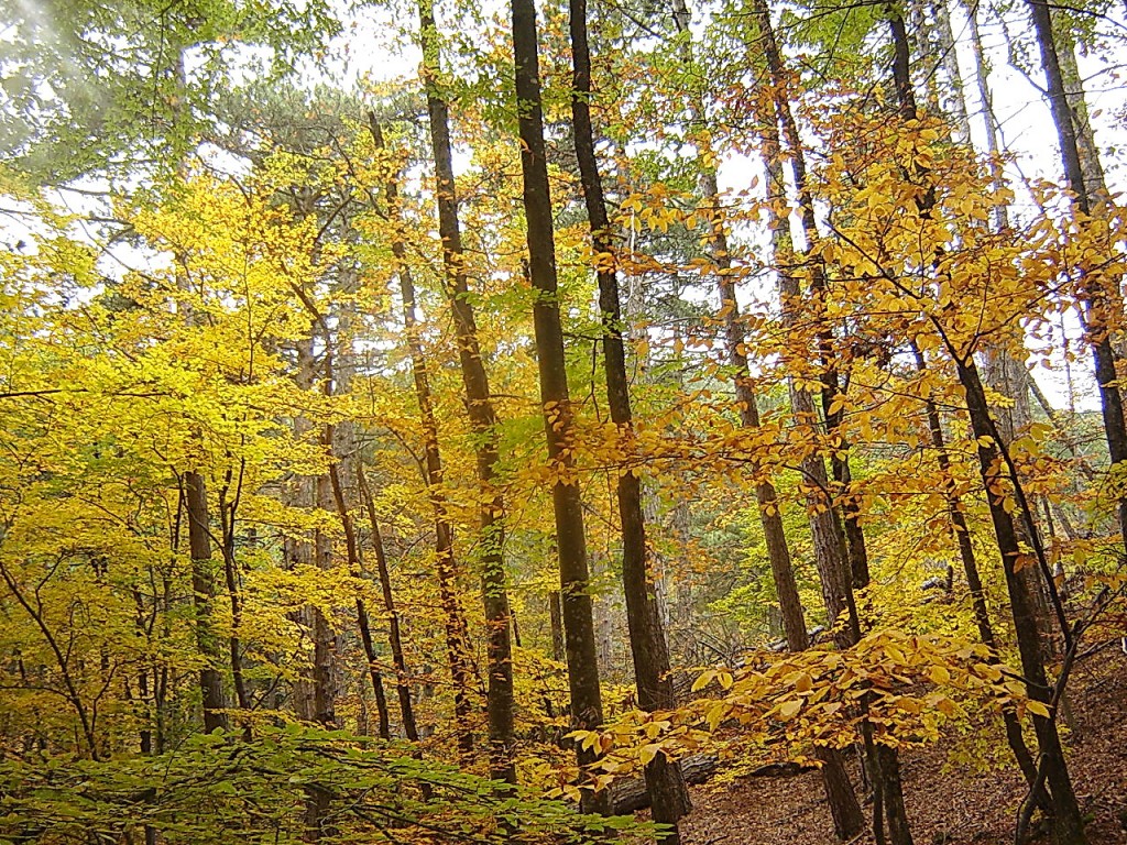 трогательная позолота осени