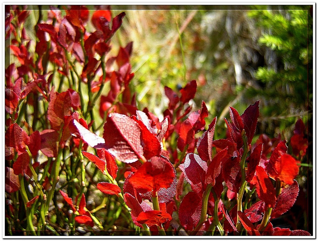 черника в красной рамке