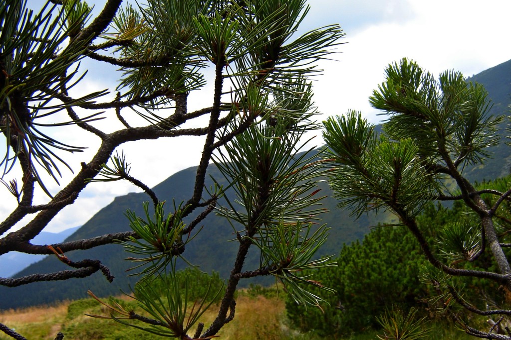 хвойные ветви