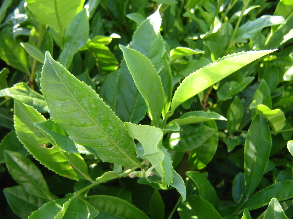 чайный лист