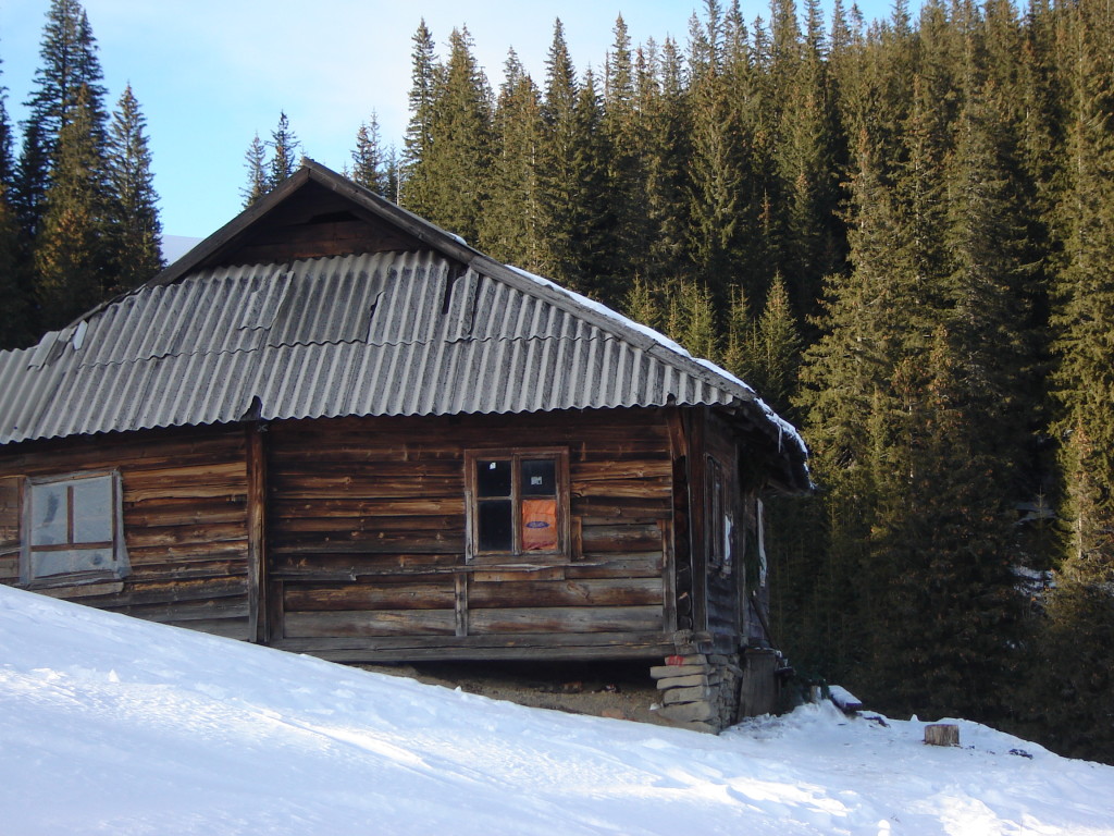 Стая в солнечный день