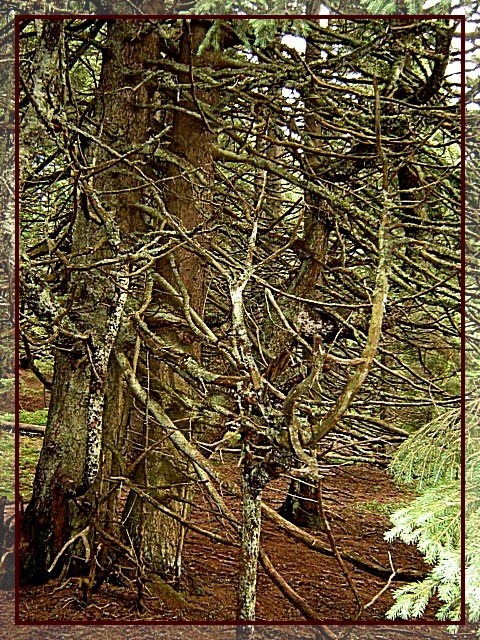 лес сказочный