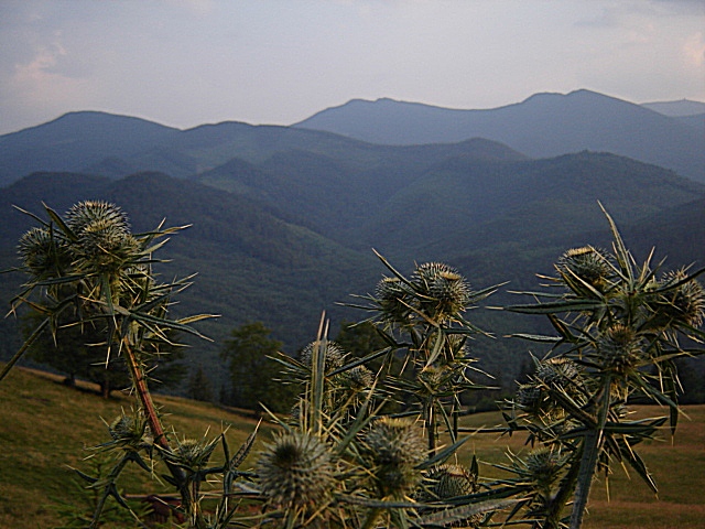 тернистый путь к вершине