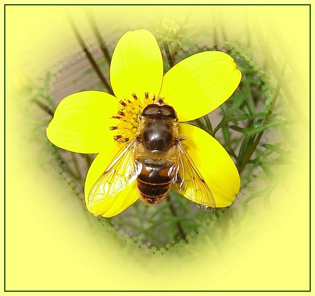 цветок под мухой