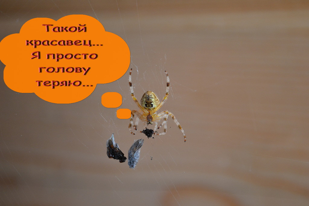 голову теряю от него