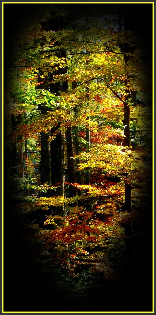 Осенний лес