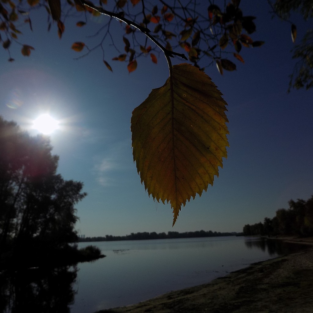 лист на рассвете