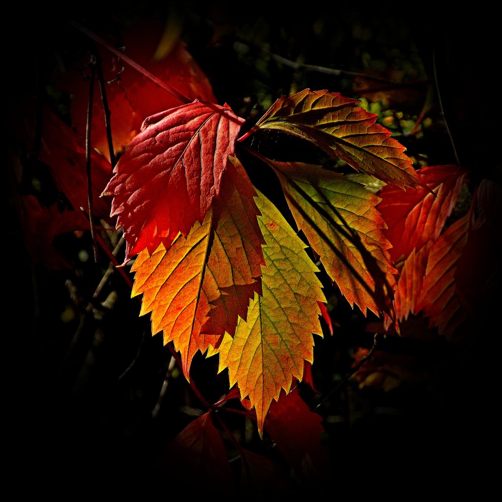 листья дикого винограда