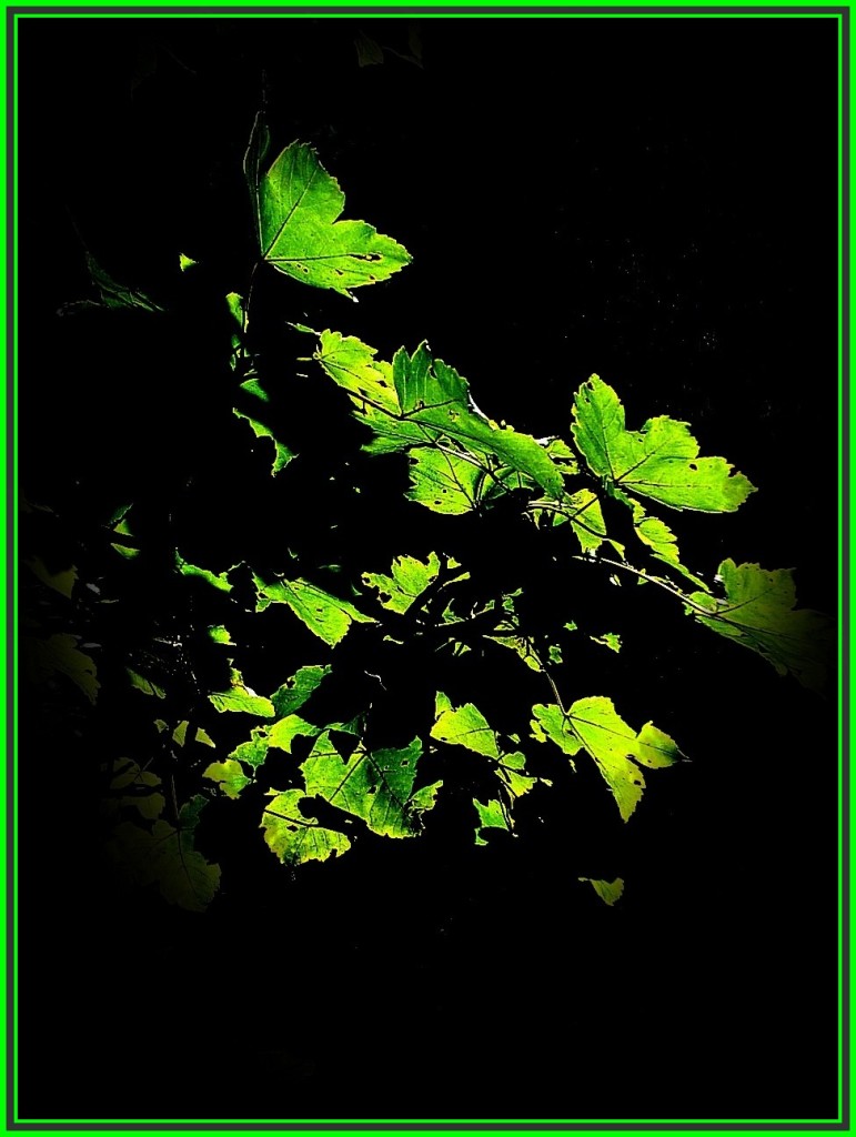 листья на солнце