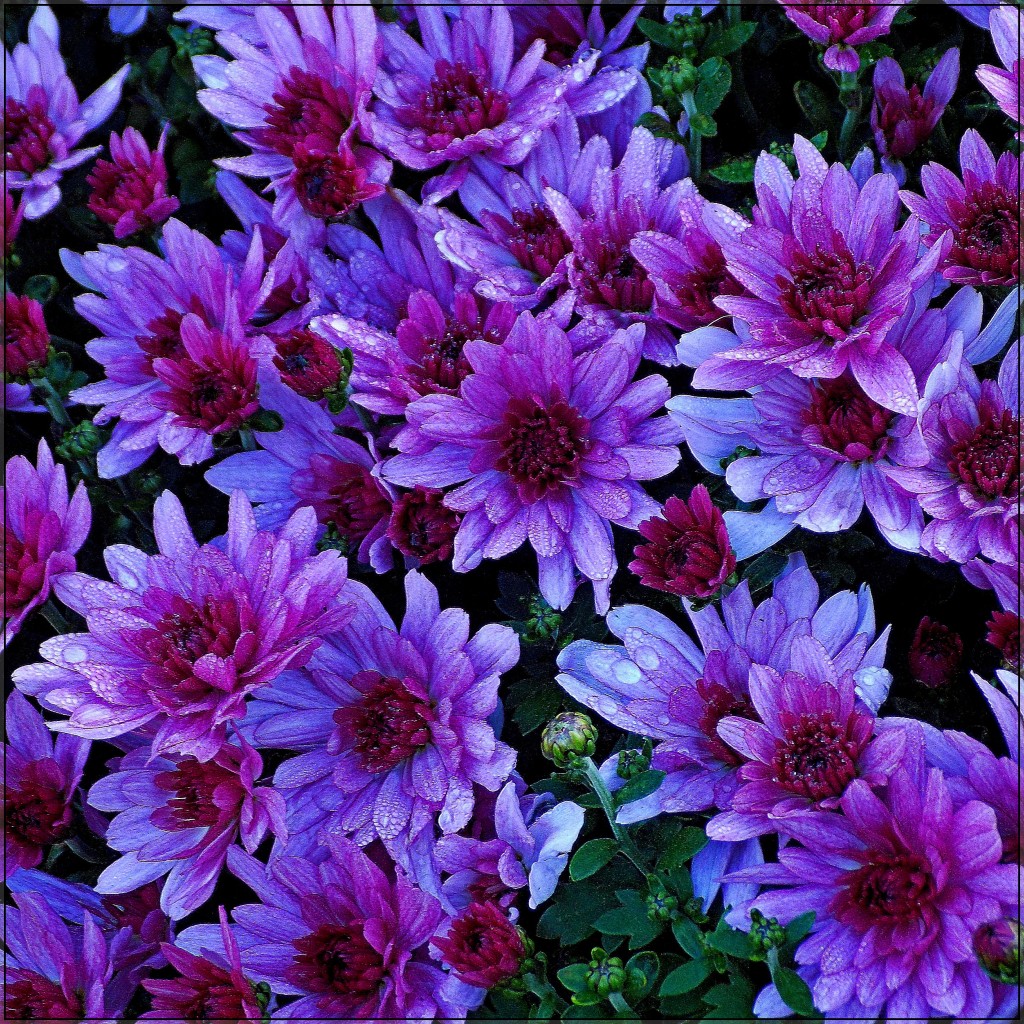 хризантемы