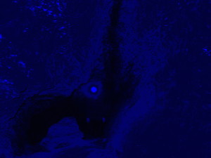 Батареечник